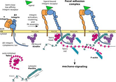 Paxillin: A Hub for Mechano-Transduction from the β3 Integrin-Talin-Kindlin Axis